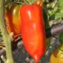 Tomate Cornue des Andes - 24 Plants