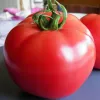 Tomate Rose de Berne - 1 plant