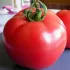 Tomate Rose de Berne - 24 Plants