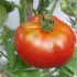 Tomate Triomphe de Liège - 24 Plants