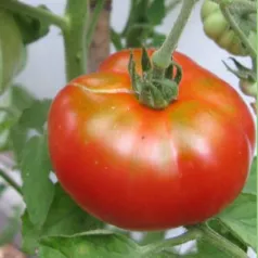 Tomate Triomphe de Liège Tomate Triomphe de Liège