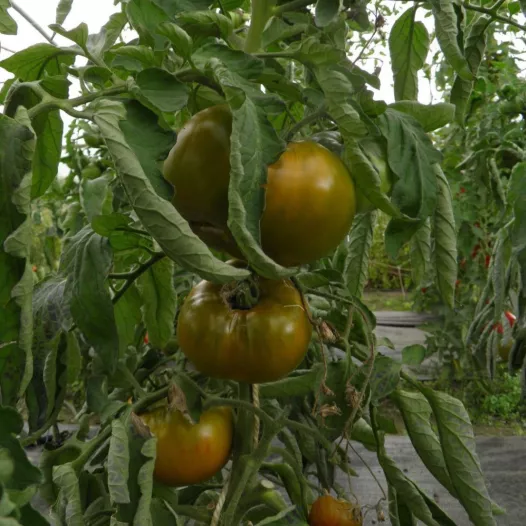 Tomate verte de Huy - 24 plants