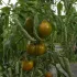 Tomate verte de Huy - 24 plants