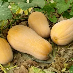 Courge musquée Butternut