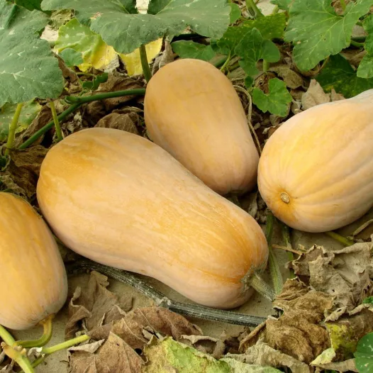Courge musquée Butternut - 24 Plants