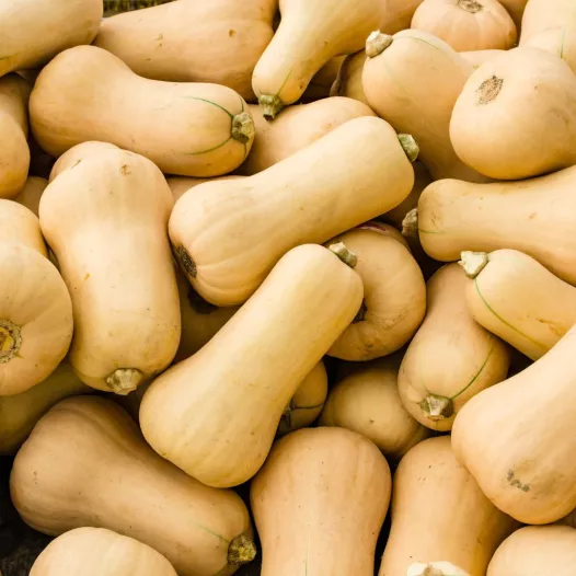 Courge musquée Butternut - 24 Plants