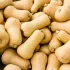 Courge musquée Butternut - 24 Plants