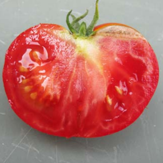 Tomate Potager de Vilvorde - Semailles