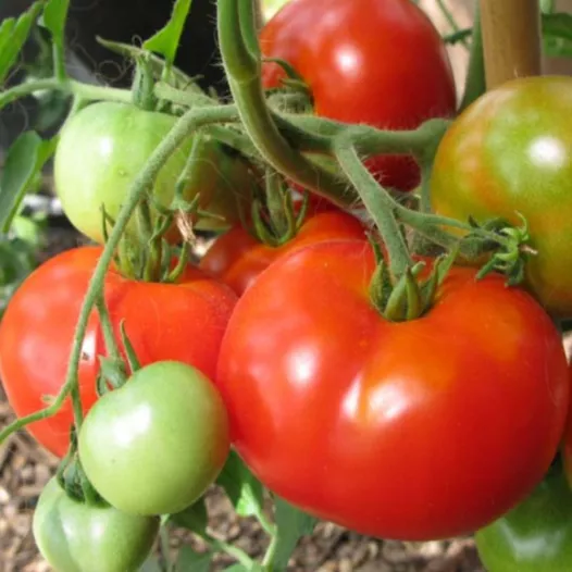 Plant - Tomate Potager de Vilvorde