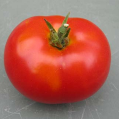 Tomate Potager de Vilvorde - Semailles Tomate Potager de Vilvorde - Semailles
