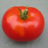 Tomate Potager de Vilvorde