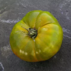Tomaat groen uit Huy Tomaat groen uit Huy