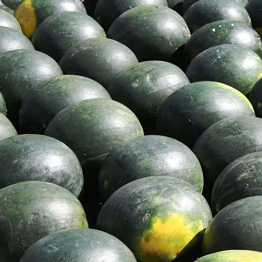 Pastèque Sugar Baby - 24 Plants