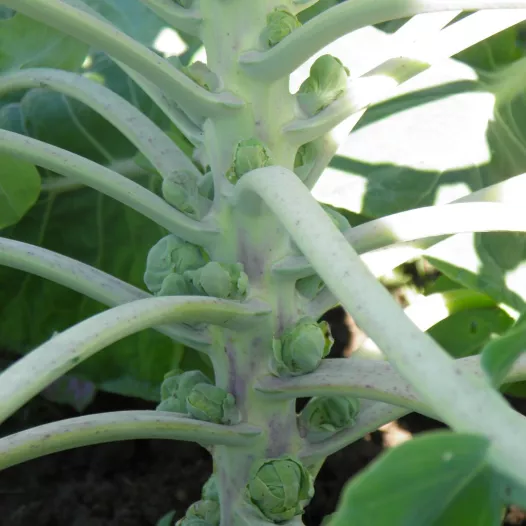 Chou de Bruxelles De Rosny Chou de Bruxelles De Rosny