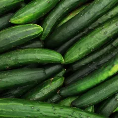 Concombre vert long maraicher