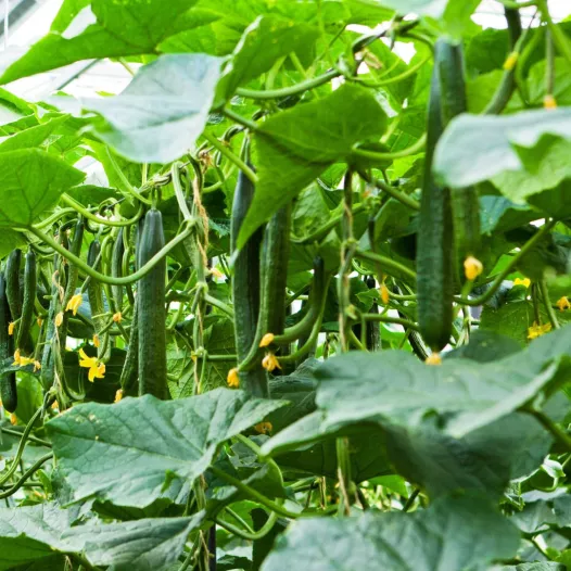 Plant - Concombre vert long maraîcher