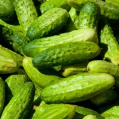 Cornichon petit vert de Paris Cornichon petit vert de Paris