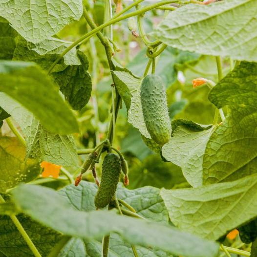 Semences bio de Cornichon petit vert de Paris