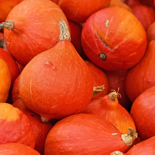 Pompoen Red Kuri Pompoen Red Kuri