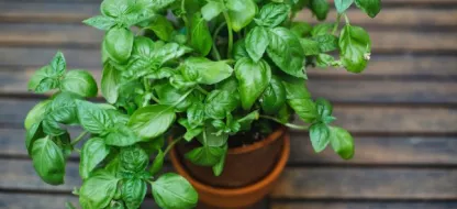 Semer du Basilic: conseils et astuces