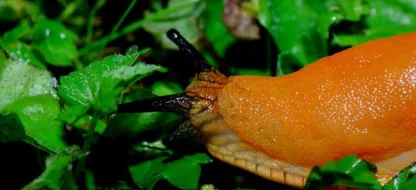 La base du matériel à avoir pour réaliser ses semis au jardin