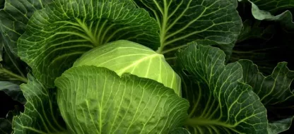 Kool zaaien: Essentiële tips en advies