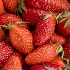 Aardbeipoot Gariguette - 25 poten - kaliber B Aardbeipoot Gariguette - 25 poten - kaliber B