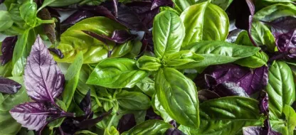 Semer du basilic: conseils et astuces