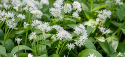Daslook: een schat van de natuur
