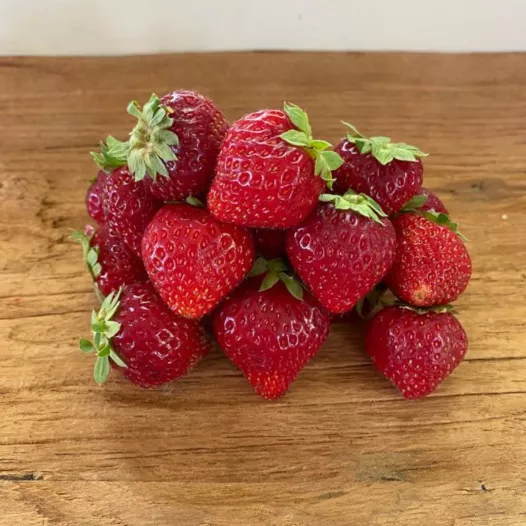 Fraisier Charlotte - 12 plants - calibre A