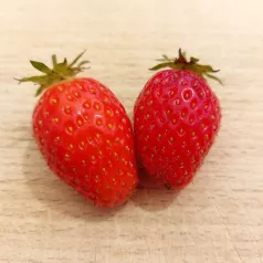 Fraisier Ciflorette - 25 plants - Calibre B Fraisier Ciflorette - 25 plants - Calibre B
