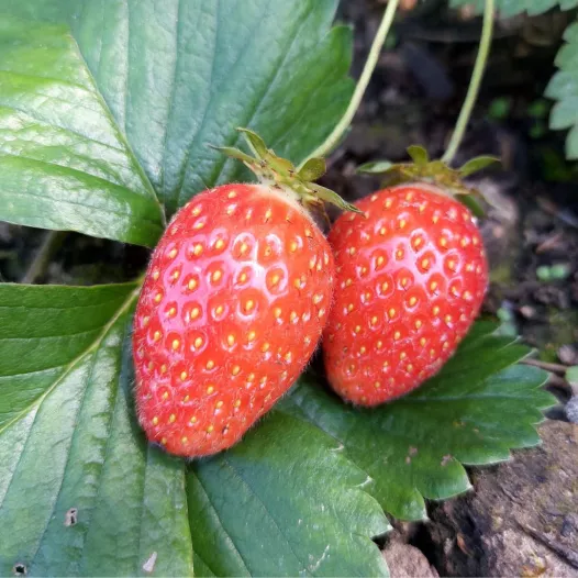 Fraisier Ciflorette - 25 plants - Calibre B Fraisier Ciflorette - 25 plants - Calibre B