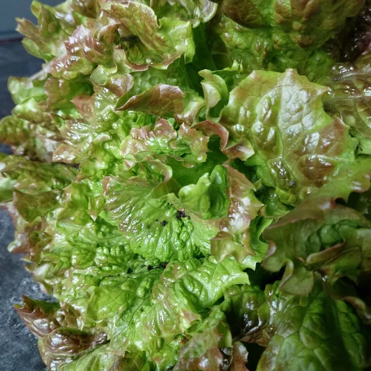 Laitue batavia Merveille de Verano - Semailles