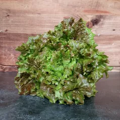 Bataviasla Merveille de Verano Bataviasla Merveille de Verano