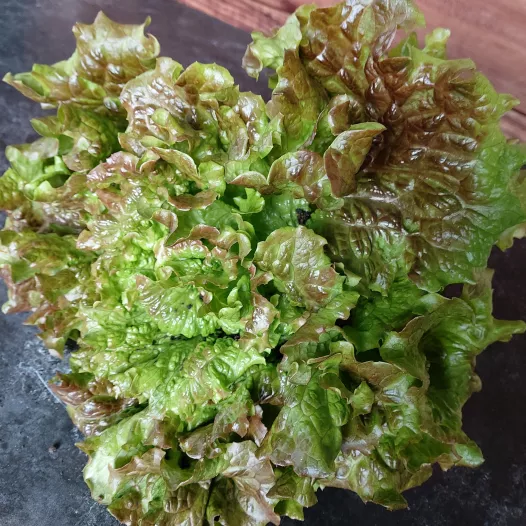 Laitue batavia Merveille de Verano - Semailles