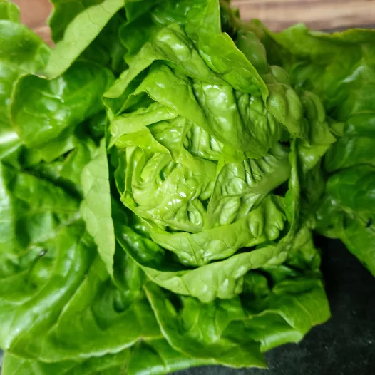 Laitue pommée d'été Sucrine
