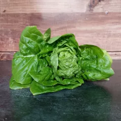 Laitue pommée d'été Sucrine Laitue pommée d'été Sucrine