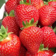 Fraisier Belrubi - 12 plants - Calibre A Fraisier Belrubi - 12 plants - Calibre A