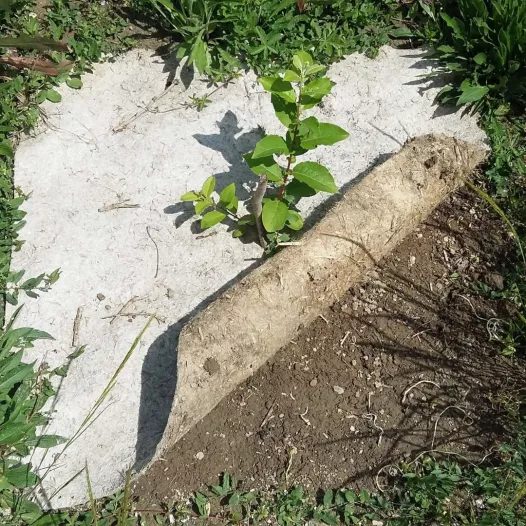Rouleau de paillage en chanvre pour potager 5m x 0.54m Rouleau de paillage en chanvre pour potager 5m x 0.54m