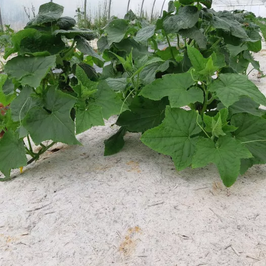 Rol hennepmulch voor moestuin 5m x 0,54m Rol hennepmulch voor moestuin 5m x 0,54m