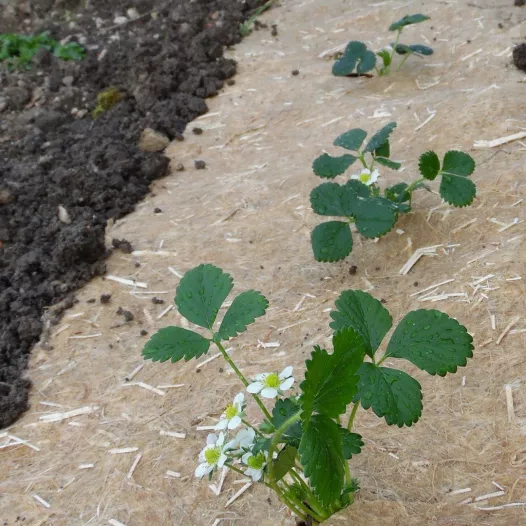 Rol hennepmulch voor aardbeien,... 5m x 0,56m Rol hennepmulch voor aardbeien,... 5m x 0,56m