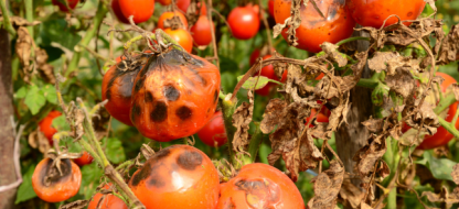 Comment gérer le mildiou au potager ?