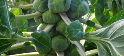 Le chou de Bruxelles