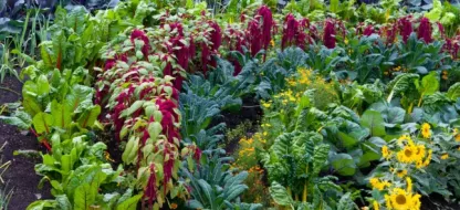 Les nombreux avantages de semer des fleurs au potager