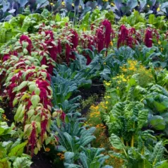 Waarom bloemen zaaien in de moestuin?