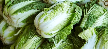Le chou chinois : un légume facile à cultiver et excellent pour la santé