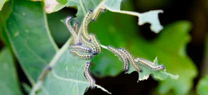 La Piéride du chou au potager: moyens de lutte