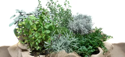 L'utilité des plantes aromatiques au potager