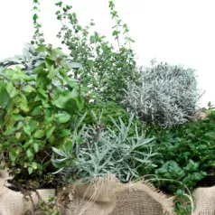 Aromatische kruiden en groenten combineren in de moestuin