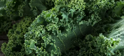 Le chou frisé (chou kale) : un légume facile à cultiver et plein de bienfaits